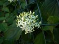 Cornus sanguinea